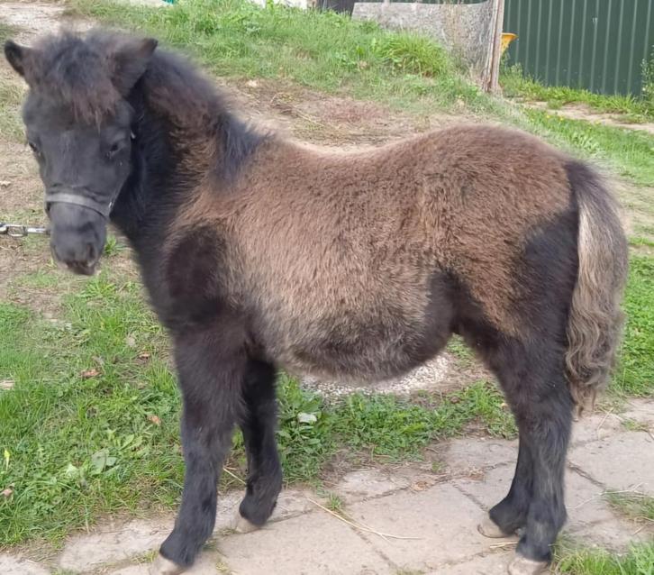 Grote maat hengst veulen, Dieren en Toebehoren, Paarden, Hengst, Onbeleerd, 0 tot 2 jaar, Gechipt, Ontwormd