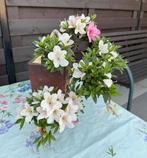 Bonsaï Azalea - Bonsaï Azalée en cascade, Halfschaduw, Overige soorten, Lente, Minder dan 100 cm