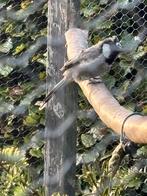 Witwang buulbuul pop, Dieren en Toebehoren, Vrouwelijk
