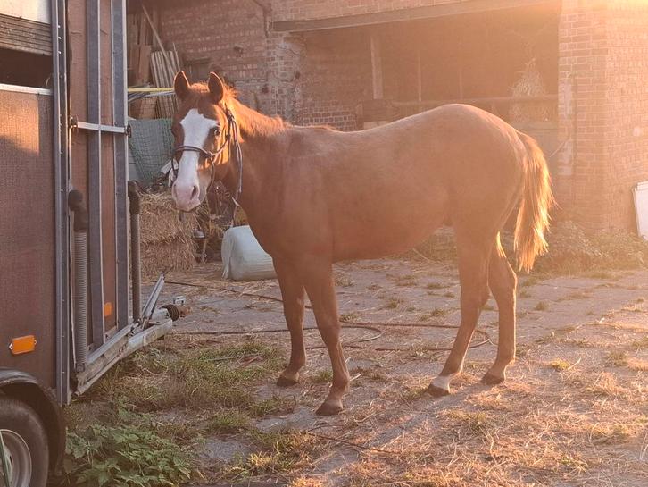 Étalon Fox, Animaux & Accessoires, Chevaux, Étalon