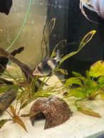 Barbus nigro, Animaux & Accessoires