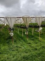 aardbeien stelling, Ophalen