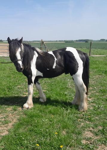 Dekhengst Tinker/Irish cob, Étalon