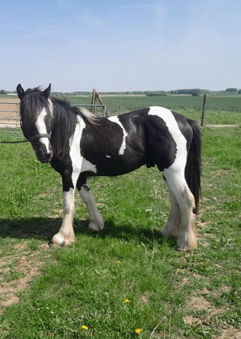 Dekhengst Tinker/Irish cob, Dieren en Toebehoren, Paarden en Pony's | Dekhengsten en Fokmerries, Hengst