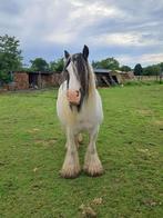 Zware Irish cob, Jument, Débourré, Vermifugé, Moins de 160 cm