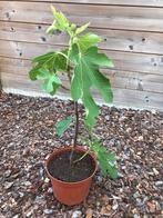 Vijgenboom ficus carica Brown turkey, Tuin en Terras, Lente, 100 tot 250 cm, Ophalen, Volle zon