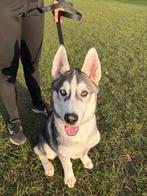 Husky a vendre 500€, Animaux & Accessoires, 15 semaines à 1 an, Particulier, Chien (mâle), Autres races