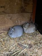 Kleurdwerg mini-konijntjes / voedsters, Dieren en Toebehoren