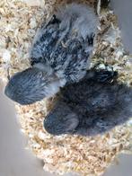 Blauw baby dwergpapegaai