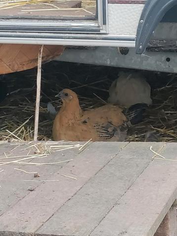 Hen beschikbaar voor biedingen