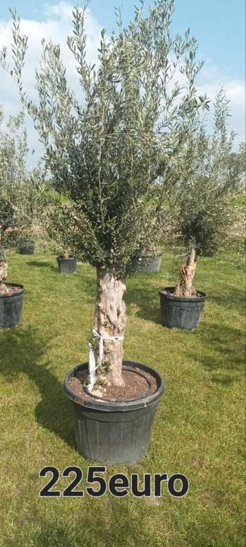 Olijfbomen olea europaea!