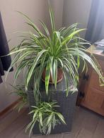 Te koop: Stekjes van Pannenkoekenplant & Graslelie, Huis en Inrichting, Kamerplanten, Ophalen, 100 tot 150 cm, Overige soorten