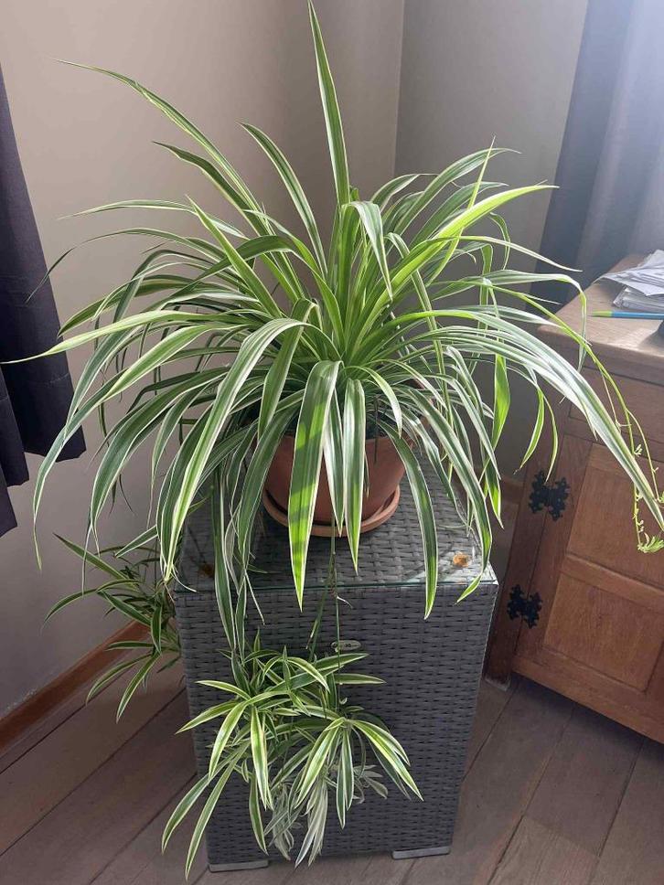 Te koop: Stekjes van Pannenkoekenplant & Graslelie, Huis en Inrichting, Kamerplanten, Overige soorten, 100 tot 150 cm, Groene kamerplant