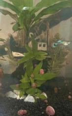 Roze posthoornslakjes, Dieren en Toebehoren, Slak of Weekdier, Zoetwatervis