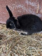 1 hangoor konijntje zwart met lichtgrijs buikje, Animaux & Accessoires, Lapins, Oreilles tombantes, 0 à 2 ans