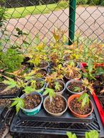 Acer palmatum, Tuin en Terras, Ophalen