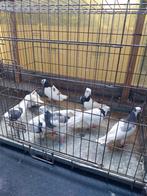 Iranees hoogvlieger(45€ per stuk)4 koppel, Dieren en Toebehoren, Vogels | Duiven