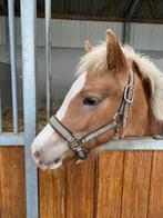 Haflinger Merrie 2,5 jaar, Dieren en Toebehoren, Paarden, Merrie, Gechipt, 0 tot 2 jaar, Onbeleerd
