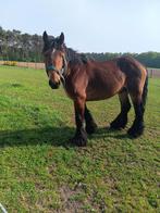 Belgisch Trekpaard., Dieren en Toebehoren, Paarden, Hengst