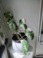 Monstera variegata, Huis en Inrichting, Ophalen