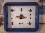 Taxidermy, Verzamelen, Ophalen of Verzenden, Nieuw, Insect, Opgezet dier