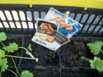 Pastinaak plantjes, Tomaat Roma plantjes, Tuin en Terras, Planten | Tuinplanten, Ophalen, Eenjarig, Groenteplanten, Volle zon