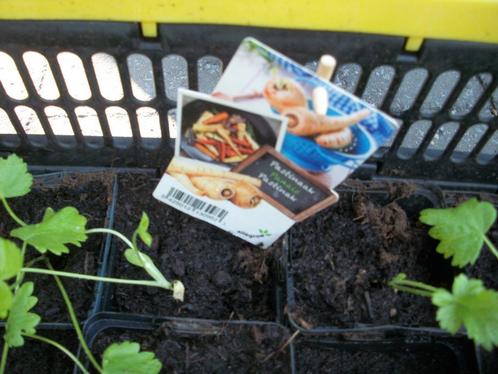 Pastinaak plantjes, Tomaat Roma plantjes, Tuin en Terras, Planten | Tuinplanten, Eenjarig, Groenteplanten, Volle zon, Ophalen