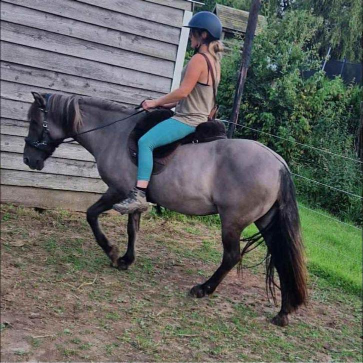 Verzorger / Bijrijder / Kwart stal / Halve stal gezocht!, Dieren en Toebehoren, Pony's, Merrie, Niet van toepassing