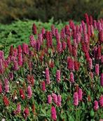 Persicaria 'Kabouter', Tuin en Terras, Ophalen, Vaste plant, Bodembedekkers, Volle zon