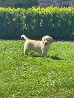 Mooie labrador pups, Dieren en Toebehoren, Honden | Retrievers, Spaniëls en Waterhonden, België, CDV (hondenziekte), 8 tot 15 weken