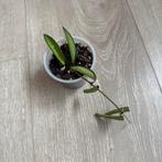 Hoya Wayetii, Huis en Inrichting, Kamerplanten, Ophalen