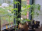 Tomatenplantjes, Jardin & Terrasse, Plantes | Jardin, Enlèvement