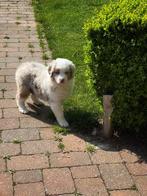 Pups uit eigen kweek Australische herder, België, Overige rassen, CDV (hondenziekte), 8 tot 15 weken