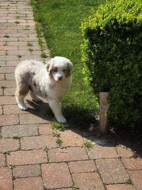 Pups uit eigen kweek Australische herder, Dieren en Toebehoren, Honden | Herdershonden en Veedrijvers, Meerdere dieren, Overige rassen