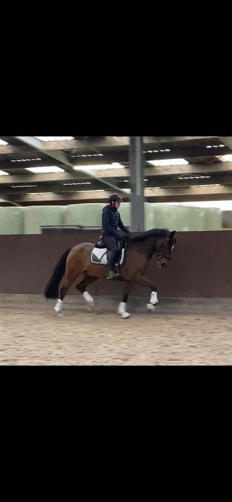 Talentvolle D-pony te koop, Animaux & Accessoires, Poneys, Hongre, M, Poney D (1.37 m à 1.48m), Poney de dressage, 7 à 10 ans