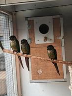 Pyrrhura, Dieren en Toebehoren, Geringd