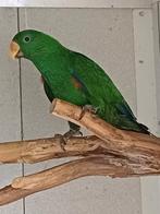 Man Edelpapegaai 2025, Dieren en Toebehoren, Vogels | Parkieten en Papegaaien, Tam