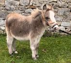 Jeune mule miniature, 0 tot 2 jaar, A pony (tot 1.17m), Onbeleerd, Recreatiepony