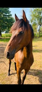 Jaarling Hengst, Dieren en Toebehoren, Minder dan 160 cm, Gechipt, 0 tot 2 jaar, Hengst