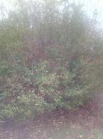 Boeren haag, Tuin en Terras, Ophalen, Liguster, Haag, 100 tot 250 cm