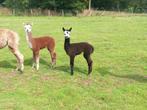 Unieke alpaca veulentjes, Dieren en Toebehoren, Overige Dieren, Mei