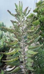 Mooie Mother of Thousands-Planten in ruime potten : 5€/stuk, Huis en Inrichting, Vetplant, Ophalen of Verzenden, In pot, Minder dan 100 cm