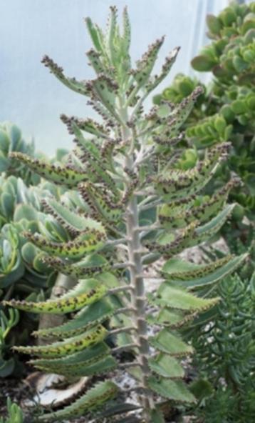 Mooie Mother of Thousands-Planten in ruime potten : 5€/stuk  beschikbaar voor biedingen
