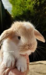 Raszuivere Franse hangoor konijnen in div kleuren mignon feh, Dieren en Toebehoren, Konijnen, Meerdere dieren, Groot, Hangoor