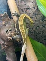 Wimpergekko man Tucker, Dieren en Toebehoren, Reptielen en Amfibieën