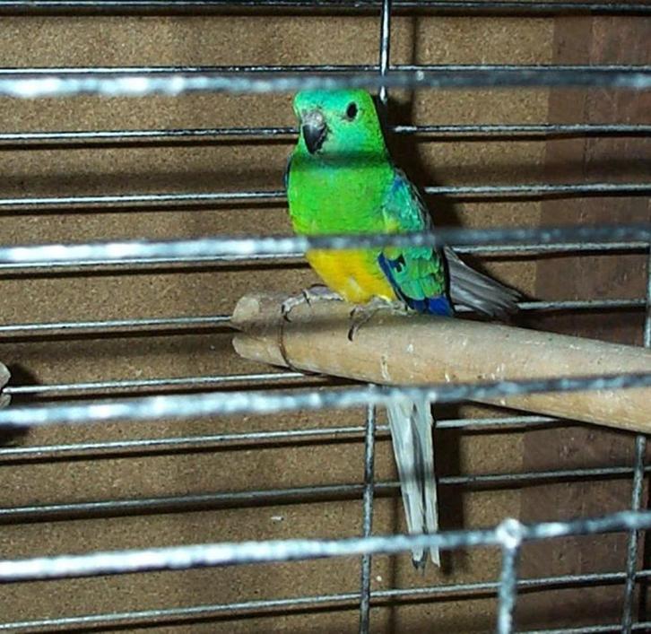 Roodruggen: onverwante koppels en losse poppen, Dieren en Toebehoren, Vogels | Parkieten en Papegaaien, Parkiet