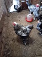 Broedeieren brahma zilver zwart groothoender, Dieren en Toebehoren, Pluimvee, Meerdere dieren, Kip