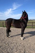 Brave 4 jarige zwart/bruine merrie, Jument, 160 à 165 cm