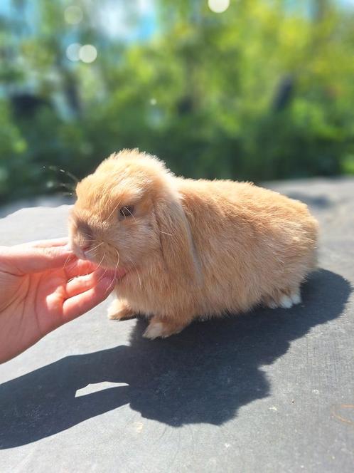 Super knap en lief raszuiver minilopje, Dieren en Toebehoren, Konijnen, Klein, Mannelijk, 0 tot 2 jaar, Hangoor