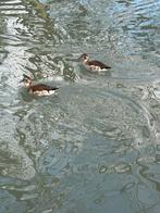 Ringtalings of roodschoudertalings, Dieren en Toebehoren, Pluimvee